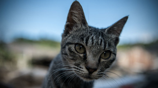 The <i>Cats</i> Movie Will Shrink Actors to Feline Size and Add Performance Capture Fur